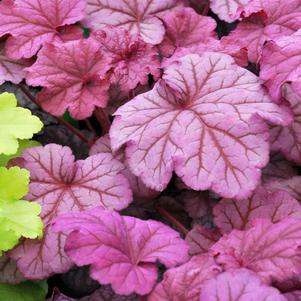 Heuchera 'Berry Smoothie'