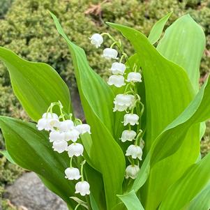 Convallaria majalis 