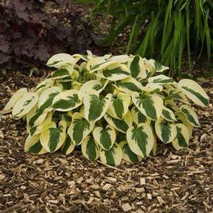 Hosta 'Brim Cup'