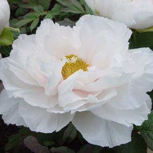 Peony Tree suffruticosa 'Renkaku (White)'