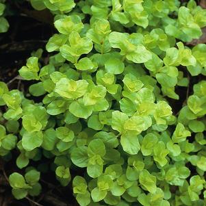 Lysimachia nummularia 'Aurea'