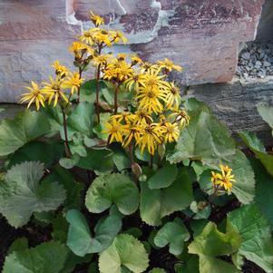 Ligularia dentata 'Othello'