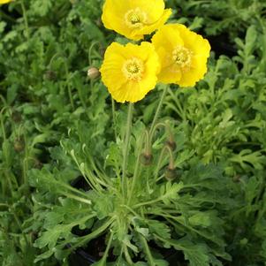 Papaver nudicaule 'Spring Fever™ Yellow'