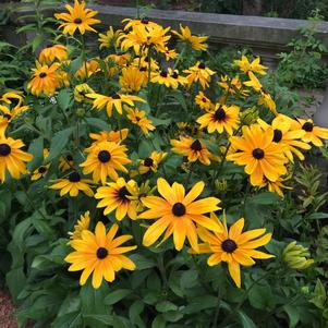 Rudbeckia hirta 'Indian Summer'