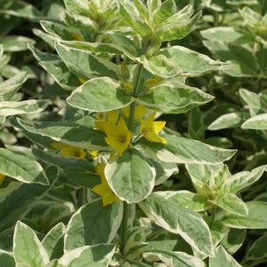 Lysimachia punctata 'Golden Alexander'