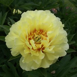 Peony ITOH 'Bartzella'