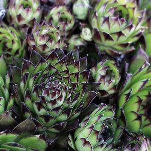 Sempervivum 'Black'