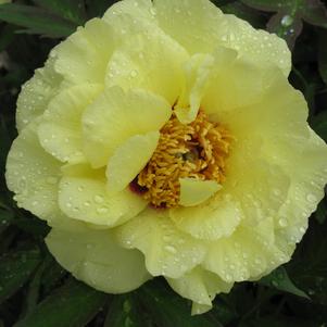 Peony Tree suffruticosa 'High Noon (Yellow)'