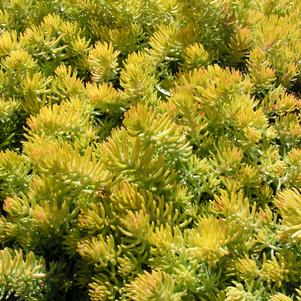 Sedum rupestre 'Lemon Ball'