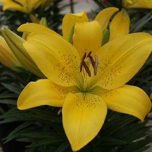 Lilium - LA Hybrid Lily 'Summer Sun®'