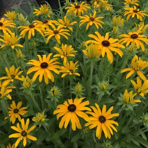 Rudbeckia x 'Glitters Like Gold'