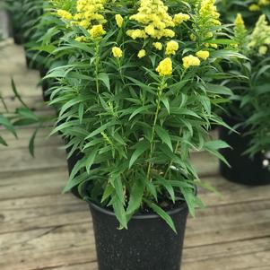 Solidago x 'Little Lemon'