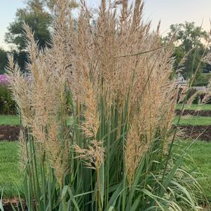 Sorghastrum nutans 'Golden Sunset™'