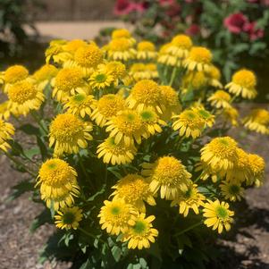 Echinacea 'SUNNY DAYS™ Lemon'