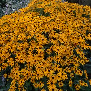 Rudbeckia fulgida 'Goldsturm'