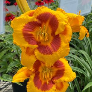 Hemerocallis 'Fooled Me'