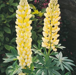 Lupinus 'Gallery Yellow'