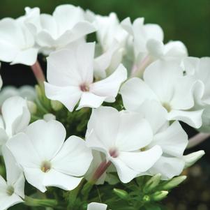 Phlox paniculata 'Flame™ White'
