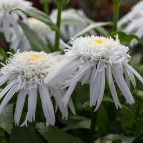 Leucanthemum superbum 'Carpet Angel Daisy™'