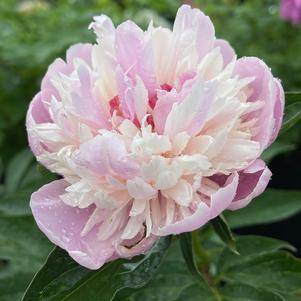 Peony 'Sorbet'