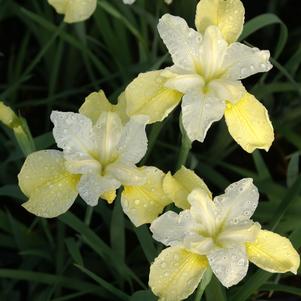 Iris siberica 'Butter & Sugar'