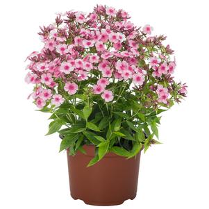 Phlox Dwarf Garden paniculata 'Early® Pink'