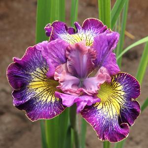 Iris siberica 'How Audacious'