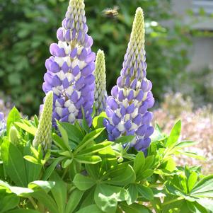 Lupinus polyphyllus 'Mini Gallery™ Blue Bicolor'