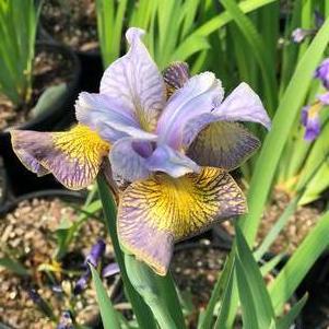 Iris siberica Peacock Butterfly™ Uncorked