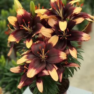 Lilium - Asiatic Pot Lily Looks™ 'Tiny Epic'