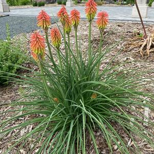 Kniphofia hirsuta 'Fire Dance'