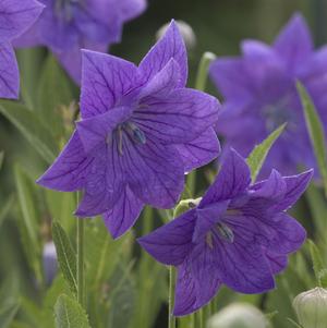 Platycodon grandiflorus 'Double Blue'