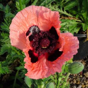 Papaver orientalis 'Princess Victoria Louise'