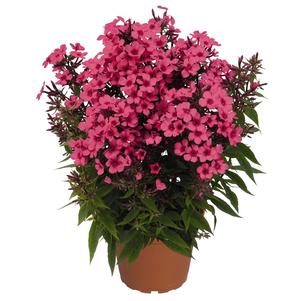 Phlox Dwarf Garden paniculata 'Flame® Coral'