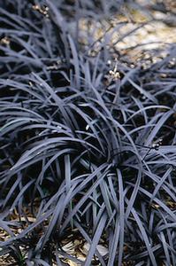 Ophiopogon planiscapus 'Nigrescens'