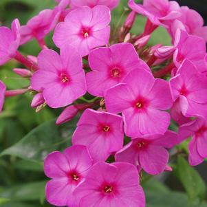 Phlox Dwarf Garden paniculata 'Flame® Pink'