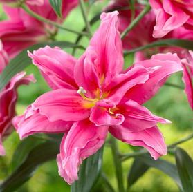 Lilium - Oriental Lily Double Flowering 'Roselily™ Elena'