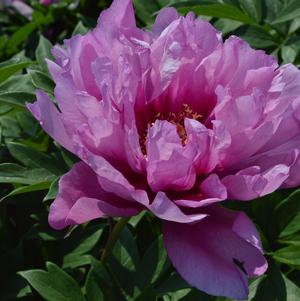 Peony ITOH 'First Arrival'