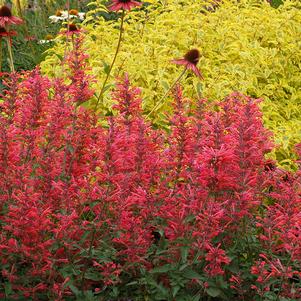 Agastache 'Kudos™ Coral'