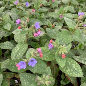 Pulmonaria 'Mrs. Moon'