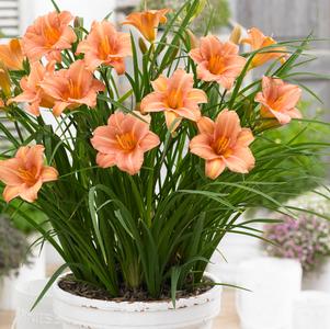 Hemerocallis 'EveryDaylily® Pink Wing'