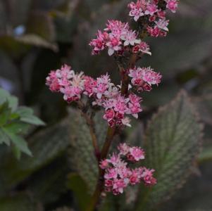 Rodgersia pinnata 'Superba'