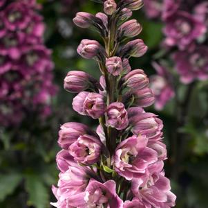 Delphinium elatum 'Delphina™ Rose White Bee'