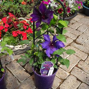 Clematis 'Trellis Plastic Clip On'