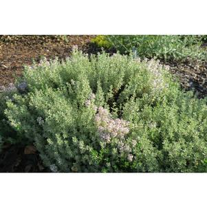 Thymus 'Hi Ho Silver'