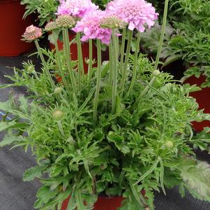 Scabiosa columbaria 'Pink Mist'