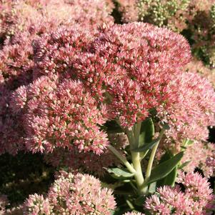 Sedum Tall Upright Clumping 'Autumn Fire'