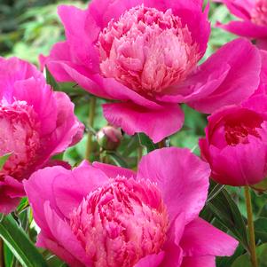 Peony 'Bouquet Perfect'