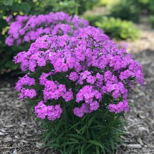 Phlox Dwarf Garden paniculata 'Forever Pink'