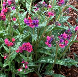 Pulmonaria 'Raspberry Splash'